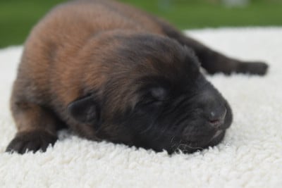 Les chiots de Berger Belge