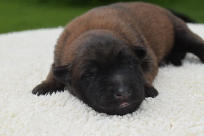Les chiots de Berger Belge