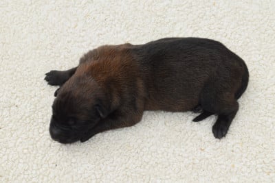 Les chiots de Berger Belge