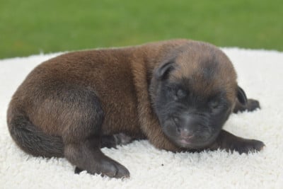 Les chiots de Berger Belge