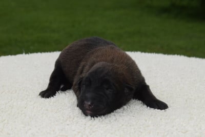 Les chiots de Berger Belge