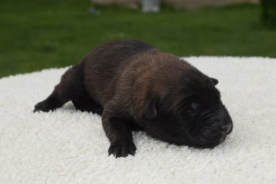 Les chiots de Berger Belge