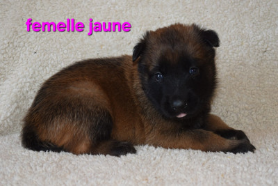 Les chiots de Berger Belge