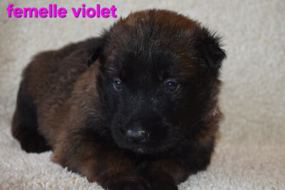 Les chiots de Berger Belge