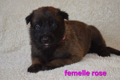 Les chiots de Berger Belge