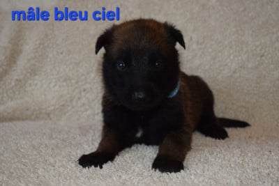 Les chiots de Berger Belge