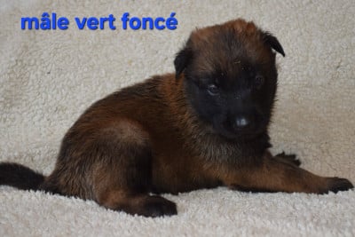 Les chiots de Berger Belge