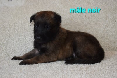 Les chiots de Berger Belge