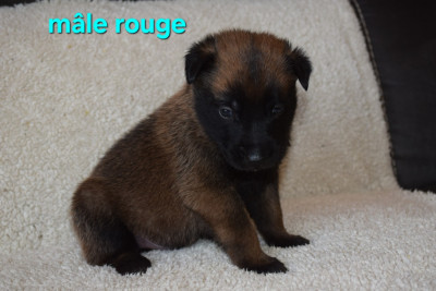 Les chiots de Berger Belge