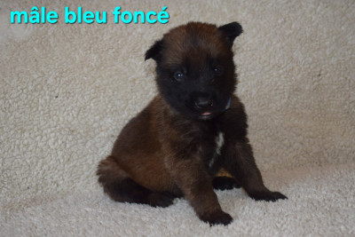 Les chiots de Berger Belge
