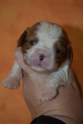 Les chiots de Cavalier King Charles Spaniel
