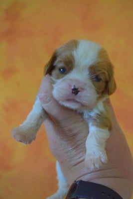 Les chiots de Cavalier King Charles Spaniel