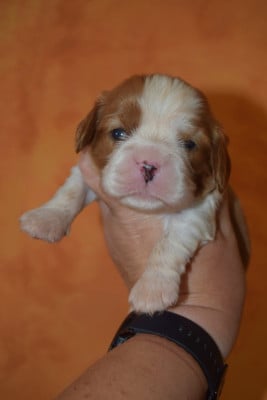 Les chiots de Cavalier King Charles Spaniel