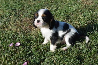 Les chiots de Cavalier King Charles Spaniel