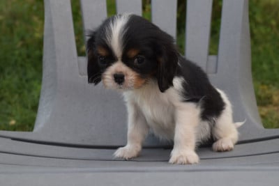 Les chiots de Cavalier King Charles Spaniel