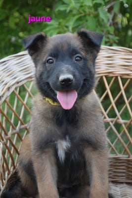 Les chiots de Berger Belge