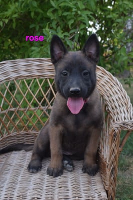 Les chiots de Berger Belge