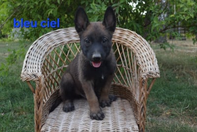 Les chiots de Berger Belge