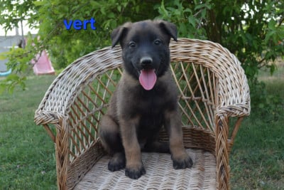 Les chiots de Berger Belge