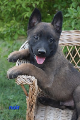 Les chiots de Berger Belge