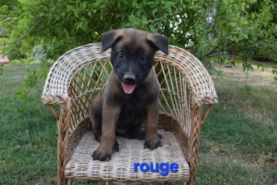 Les chiots de Berger Belge