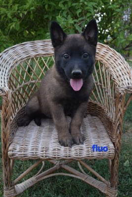 Les chiots de Berger Belge
