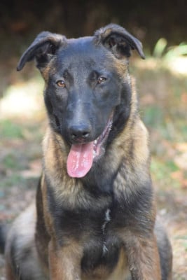 Les chiots de Berger Belge