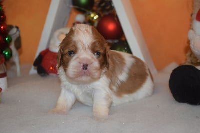 Les chiots de Cavalier King Charles Spaniel