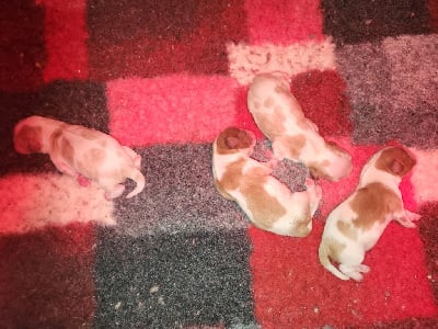 Les chiots de Cavalier King Charles Spaniel