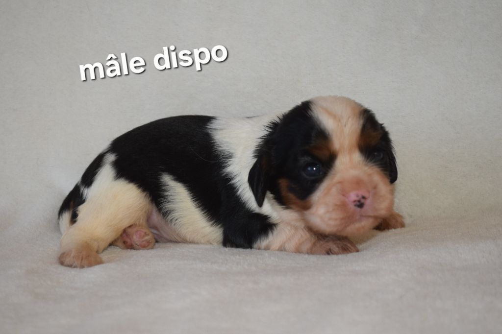 CHIOT 1