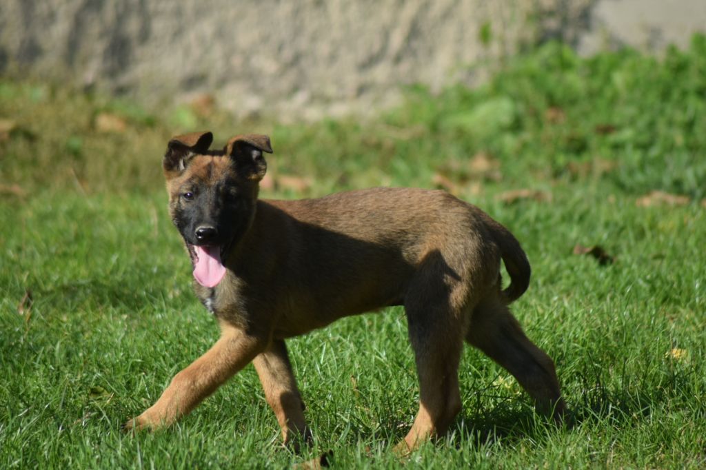 A....... du millésime champenois