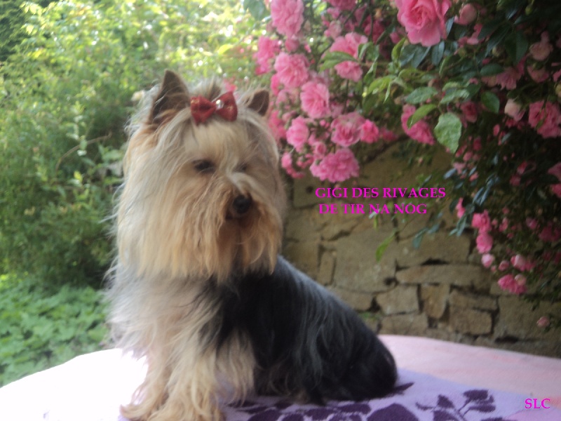 Gigi Des Rivages De Tir Na Nog