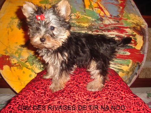 Gigi Des Rivages De Tir Na Nog