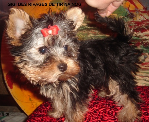 Gigi Des Rivages De Tir Na Nog