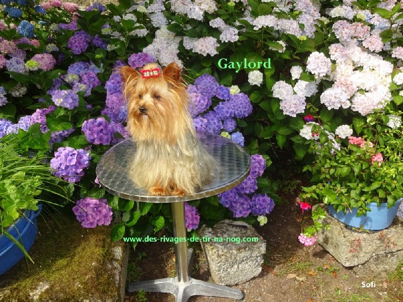 Gaylord (Sans Affixe)