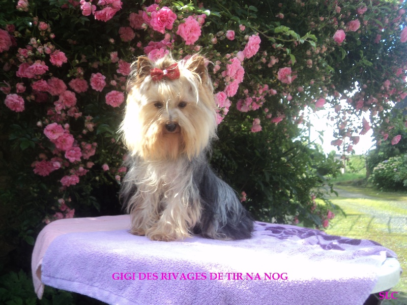 Gigi Des Rivages De Tir Na Nog