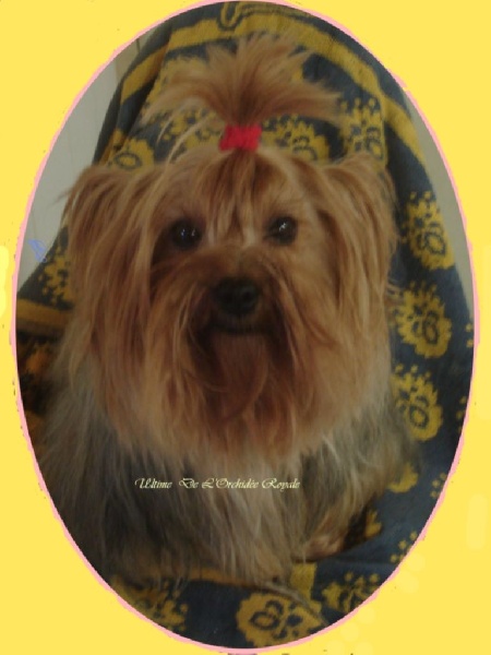 Publication : Des Rivages De Tir Na Nog Auteur : Des Rivages De Tir Na Nog