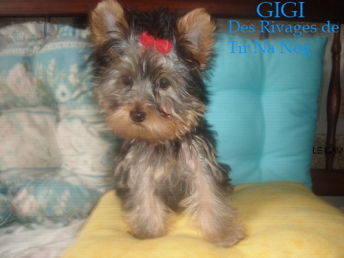 Gigi Des Rivages De Tir Na Nog