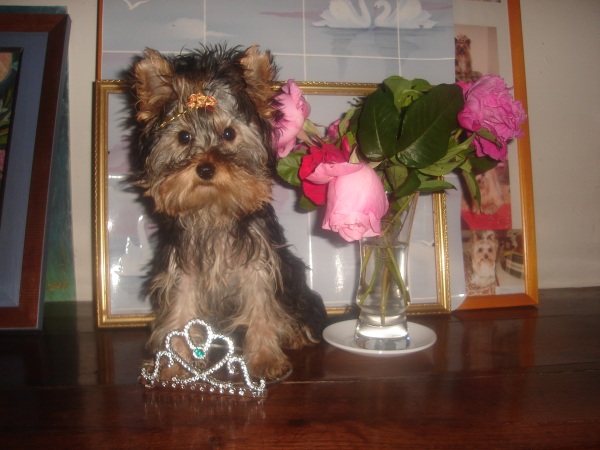 Gigi Des Rivages De Tir Na Nog