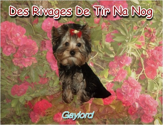 Gaylord (Sans Affixe)