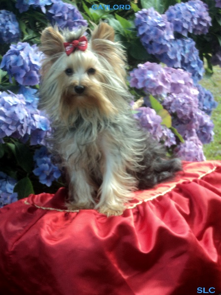 Gaylord (Sans Affixe)