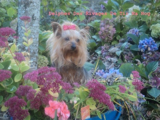 Publication : Des Rivages De Tir Na Nog Auteur : Des Rivages De Tir Na Nog