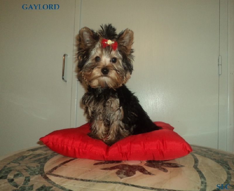 Gaylord (Sans Affixe)