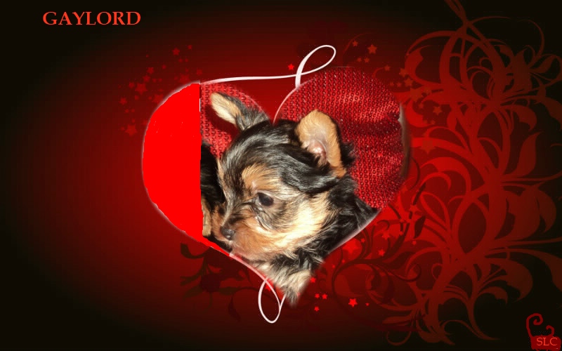 Gaylord (Sans Affixe)