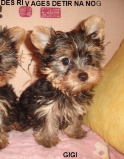 Gigi Des Rivages De Tir Na Nog