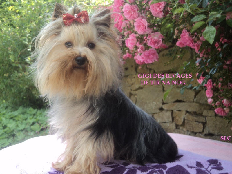 Gigi Des Rivages De Tir Na Nog