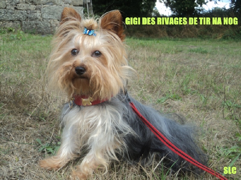 Gigi Des Rivages De Tir Na Nog