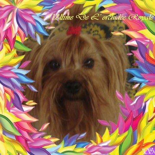 Publication : Des Rivages De Tir Na Nog Auteur : Des Rivages De Tir Na Nog