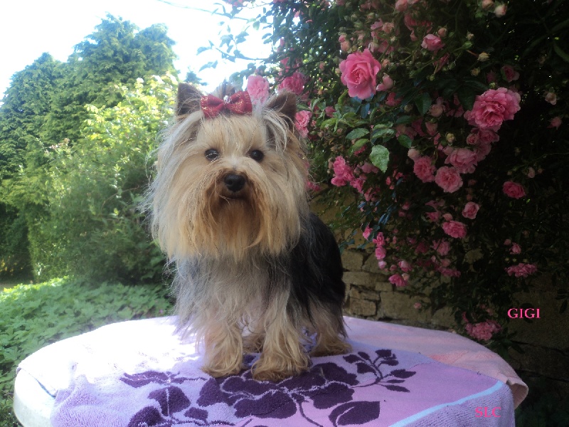 Gigi Des Rivages De Tir Na Nog