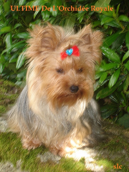 Publication : Des Rivages De Tir Na Nog Auteur : Des Rivages De Tir Na Nog